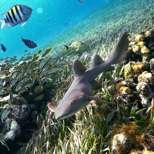 Explorando El Cielo en Cozumel: La Joya del Caribe