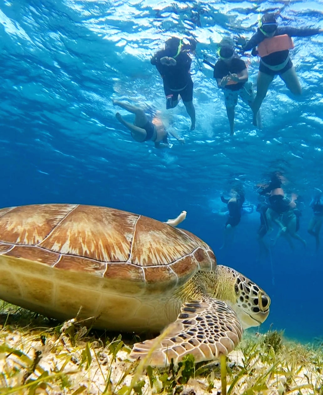 Magic island Tour: Cozumel (4 Horas)