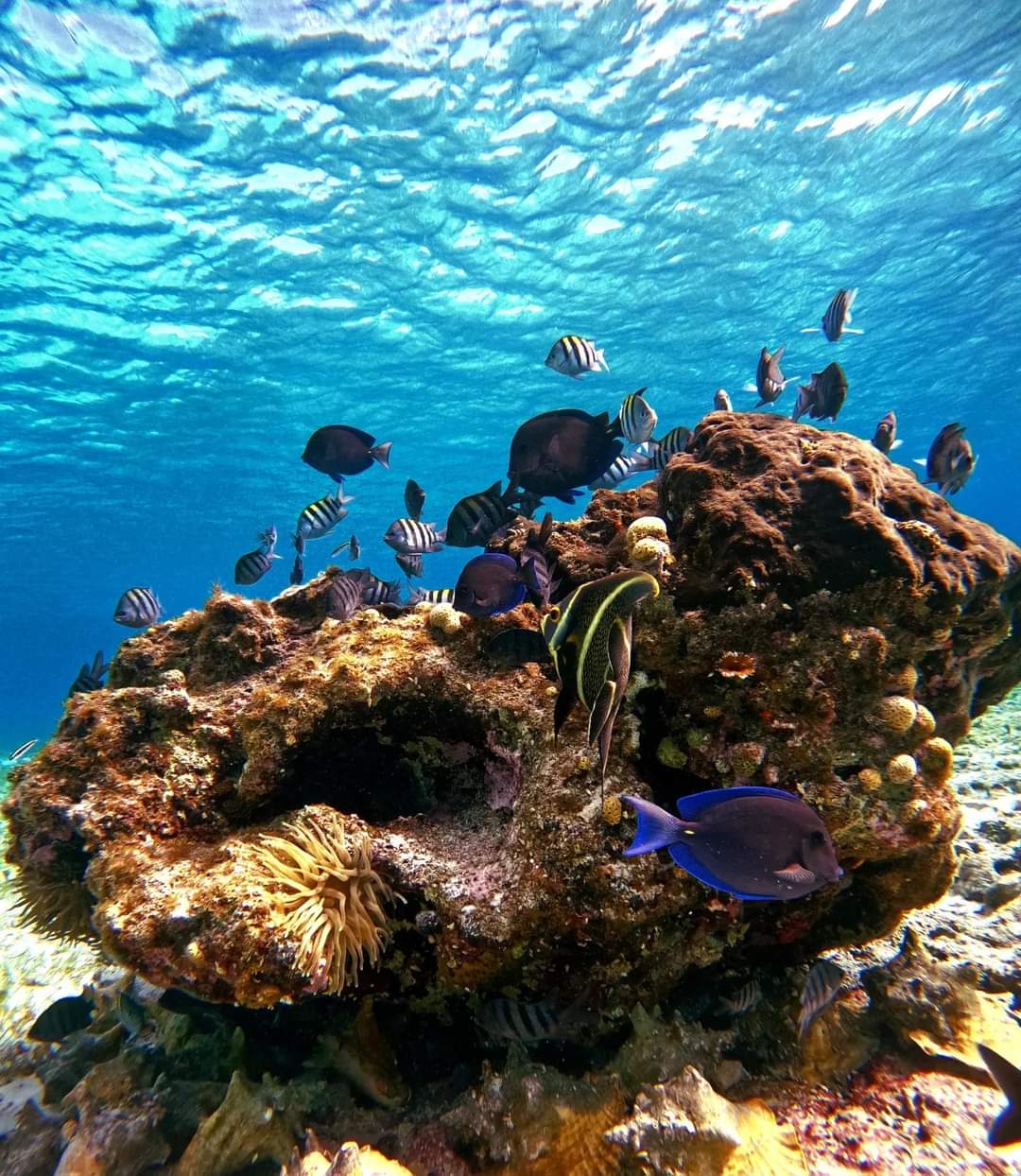 Magic island Tour: Cozumel (4 Horas)