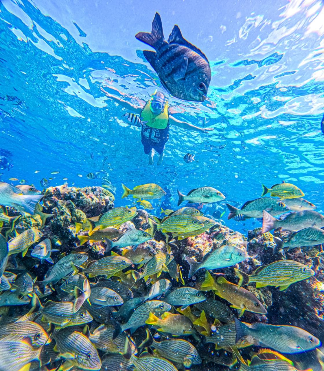 Cardumen de peces de colores sobre el arrecife de coral con un snorkelista arriba