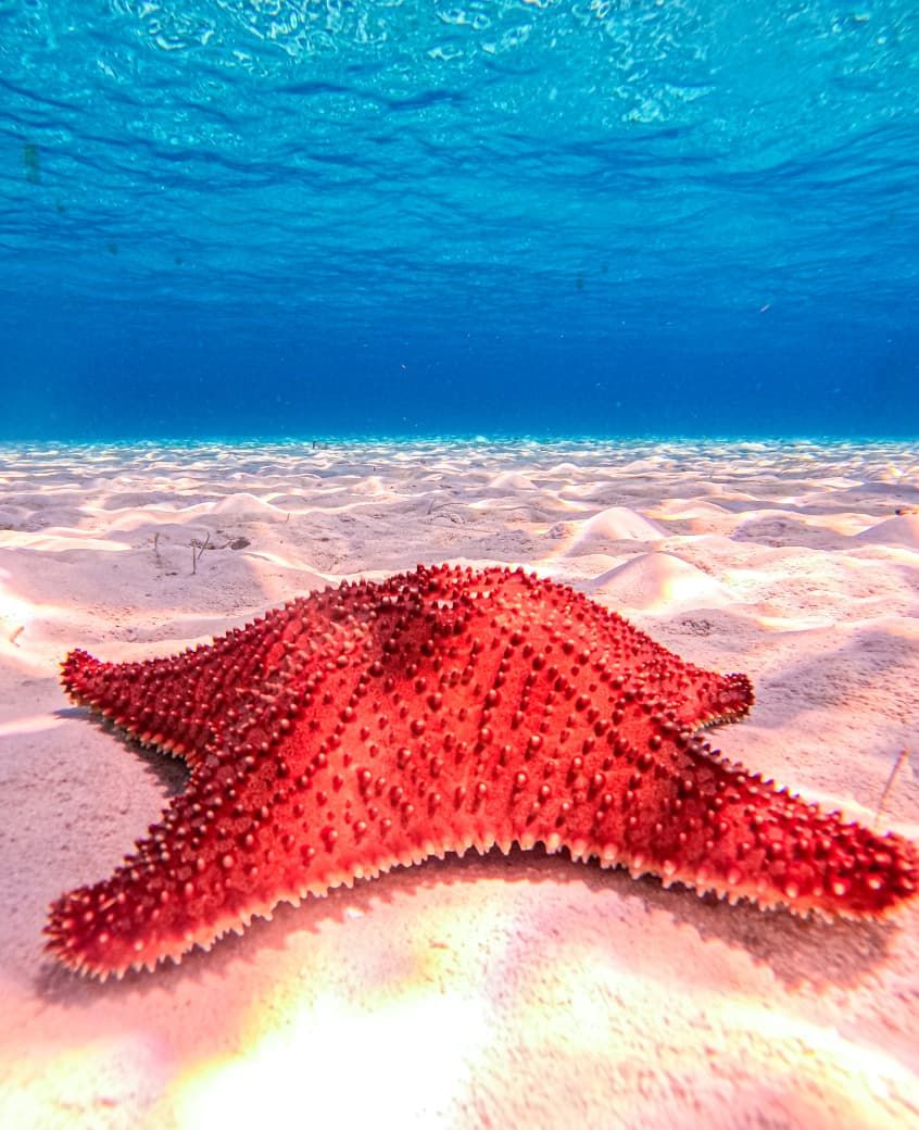 Estrella de mar roja sobre la arena blanca del fondo