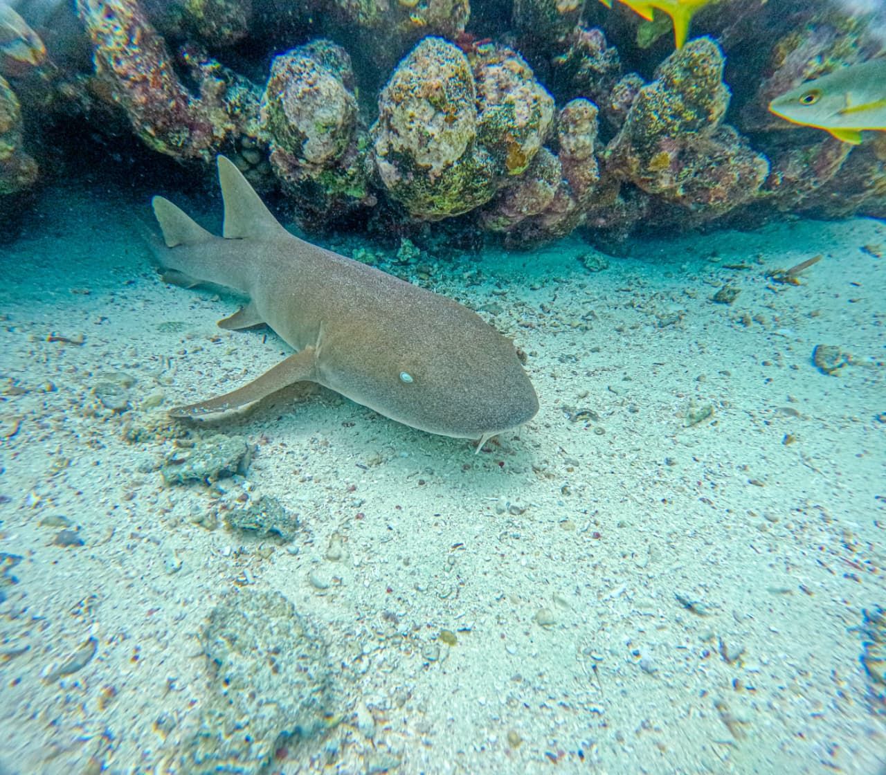 Tiburón descansando junto a las rocas del arrecife