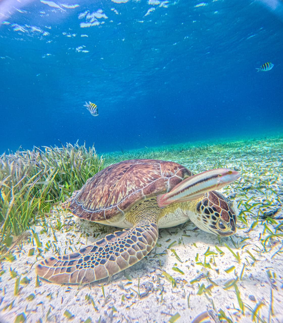 Tortuga marina descansando sobre el pasto marino con peces alrededor